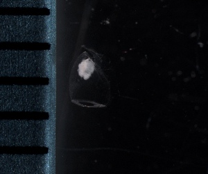  ( - HYDROINS_125)  @11 [ ] Creative Commons Attribution-NonCommercial-ShareAlike (2025) Doris Björling University of Gothenburg