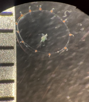  ( - HYDROINS_161)  @11 [ ] Creative Commons Attribution-NonCommercial-ShareAlike (2025) Doris Bj&ouml;rling University of Gothenburg