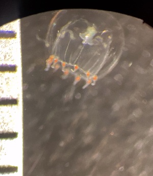  ( - HYDROINS_161)  @11 [ ] Creative Commons Attribution-NonCommercial-ShareAlike (2025) Doris Bj&ouml;rling University of Gothenburg