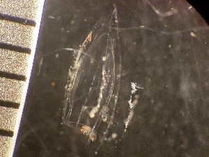  ( - HYDROINS_189)  @11 [ ] CreativeCommons  Attribution Non-Commercial Share-Alike (2025) Doris Björling University of Gothenburg