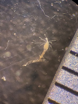  ( - HYDROINS_206)  @11 [ ] Attribution Non-Commercial Share-Alike (2025) Doris Bjorling University of Gothenburg