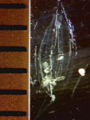  ( - HYDROINS_257)  @11 [ ] Creative Commons Attribution-NonCommercial-ShareAlike (2027) Doris Bjorling University of Gothenburg