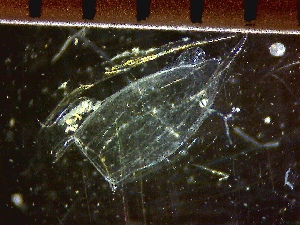  ( - HYDROINS_290)  @11 [ ] Creative Commons Attribution-NonCommercial-ShareAlike (2033) Doris Bjorling University of Gothenburg