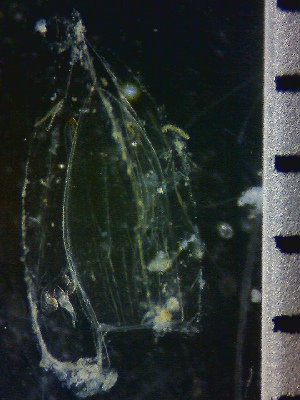  ( - HYDROINS_294)  @11 [ ] Attribution Non-Commercial Share-Alike (2025) Doris Bjorling University of Gothenburg