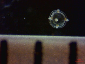  ( - HYDROINS_297)  @11 [ ] Attribution Non-Commercial Share-Alike (2025) Doris Bjorling University of Gothenburg