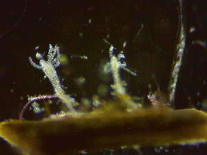  ( - HYDROINS_300)  @11 [ ] Creative Commons Attribution-NonCommercial-ShareAlike (2025) Doris Bj&ouml;rling University of Gothenburg