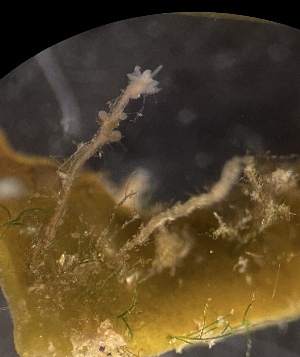  ( - HYDROINS_314)  @11 [ ] Creative Commons Attribution-NonCommercial-ShareAlike (2025) Doris Bj&ouml;rling University of Gothenburg