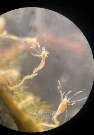  ( - HYDROINS_314)  @11 [ ] Creative Commons Attribution-NonCommercial-ShareAlike (2025) Doris Bj&ouml;rling University of Gothenburg