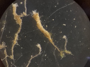  ( - HYDROINS_316)  @11 [ ] Creative Commons Attribution-NonCommercial-ShareAlike (2025) Doris Bj&ouml;rling University of Gothenburg