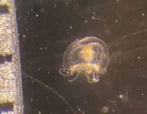  ( - HYDROINS_347)  @11 [ ] Creative Commons Attribution-NonCommercial-ShareAlike (2050) Doris Bjorling University of Gothenburg