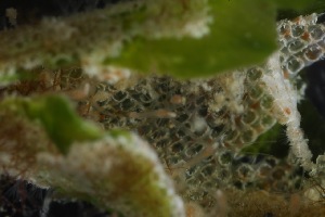  ( - HYDROINS_36)  @11 [ ] Creative Commons Attribution-NonCommercial-ShareAlike (2025) Doris Bjorling University of Gothenburg