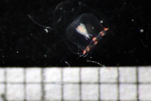  ( - HYDROINS_388)  @11 [ ] Attribution Non-Commercial Share-Alike (2025) Doris Bjorling University of Gothenburg