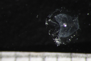  ( - HYDROINS_392)  @11 [ ] Creative Commons Attribution-NonCommercial-ShareAlike (2060) Doris Bjorling University of Gothenburg