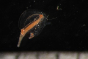  ( - HYDROINS_396)  @11 [ ] Attribution Non-Commercial Share-Alike (2025) Doris Bjorling University of Gothenburg