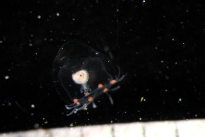  ( - HYDROINS_397)  @11 [ ] Attribution Non-Commercial Share-Alike (2025) Doris Bjorling University of Gothenburg