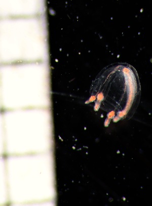  ( - HYDROINS_403)  @11 [ ] Attribution Non-Commercial Share-Alike (2025) Doris Bjorling University of Gothenburg