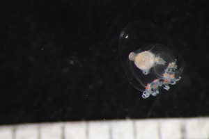  ( - HYDROINS_419)  @11 [ ] Creative Commons Attribution-NonCommercial-ShareAlike (2068) Doris Bjorling University of Gothenburg