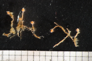  ( - HYDROINS_431)  @11 [ ] Creative Commons Attribution-NonCommercial-ShareAlike (2077) Doris Bjorling University of Gothenburg