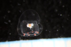  ( - HYDROINS_450)  @11 [ ] Creative Commons Attribution-NonCommercial-ShareAlike (2086) Doris Bjorling University of Gothenburg