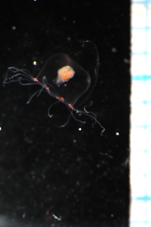  ( - HYDROINS_484)  @11 [ ] Attribution Non-Commercial Share-Alike (2025) Doris Bjorling University of Gothenburg