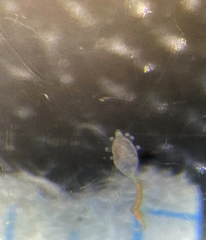  ( - HYDROINS_509)  @11 [ ] Attribution Non-Commercial Share-Alike (2025) Doris Bjorling University of Gothenburg