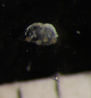  ( - HYDROINS_528)  @11 [ ] Attribution Non-Commercial Share-Alike (2025) Doris Bjorling University of Gothenburg