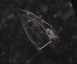  ( - HYDROINS_59)  @11 [ ] Creative Commons Attribution-NonCommercial-ShareAlike (2025) Doris Bjorling University of Gothenburg