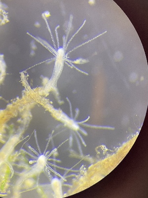  ( - HYDROINS_614)  @11 [ ] Unspecified (default): All Rights Reserved (2025) Doris Bjorling University of Gothenburg