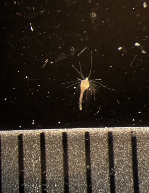  ( - HYDROINS_627)  @11 [ ] CreativeCommons  Attribution Non-Commercial Share-Alike (2025) Doris Bjorling University of Gothenburg