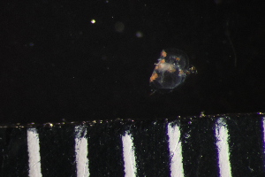  ( - HYDROINS_636)  @11 [ ] Unspecified (default): All Rights Reserved (2025) Doris Bjorling University of Gothenburg