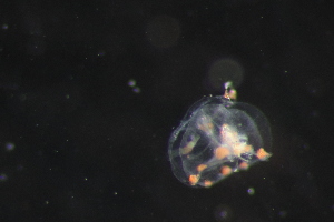  ( - HYDROINS_636)  @11 [ ] Unspecified (default): All Rights Reserved (2025) Doris Bjorling University of Gothenburg