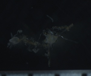  ( - HYDROINS_87)  @11 [ ] Creative Commons Attribution-NonCommercial-ShareAlike (2025) Doris Bjorling University of Gothenburg