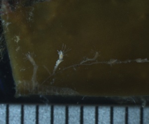  ( - HYDROINS_88)  @11 [ ] Creative Commons Attribution-NonCommercial-ShareAlike (2025) Doris Bjorling University of Gothenburg