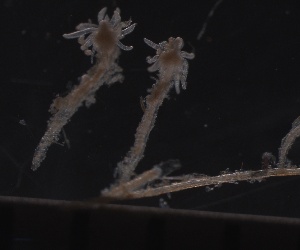  ( - HYDROINS_88)  @11 [ ] Creative Commons Attribution-NonCommercial-ShareAlike (2025) Doris Bjorling University of Gothenburg