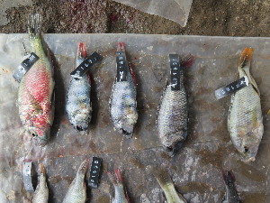  (Haplochromis relictidens - HP1689)  @11 [ ] CreativeCommons  Attribution Non-Commercial (2017) Unspecified Royal Museum for Central Africa