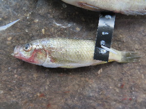  (Haplochromis gracilifur - HP1797)  @11 [ ] CreativeCommons  Attribution Non-Commercial (2017) Unspecified Royal Museum for Central Africa