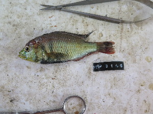  (Haplochromis aeneocolor - HP3149)  @11 [ ] CreativeCommons  Attribution Non-Commercial (2018) Unspecified Royal Museum for Central Africa