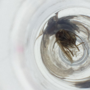  ( - HIRW_019_D12)  @11 [ ] by (2023) Wellcome Sanger Institute (Genome Research Limited) Wellcome Sanger Institute (Genome Research Limited)