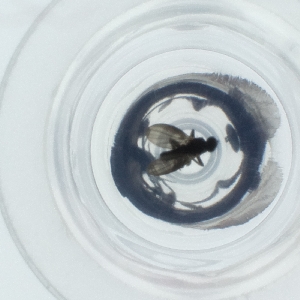  ( - HIRW_039_G7)  @11 [ ] by  Genome Research Ltd as Wellcome Sanger Institute Genome Research Limited operating as Wellcome Sanger Institute