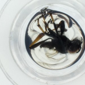  ( - HIRW_046_C5)  @11 [ ] by  Genome Research Ltd as Wellcome Sanger Institute Genome Research Limited operating as Wellcome Sanger Institute