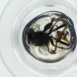  ( - HIRW_046_G6)  @11 [ ] by  Genome Research Ltd as Wellcome Sanger Institute Genome Research Limited operating as Wellcome Sanger Institute