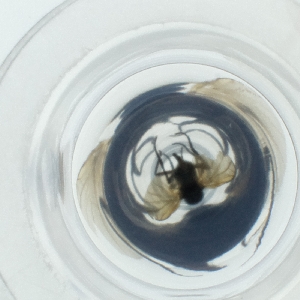  ( - HIRW_047_A1)  @11 [ ] by  Genome Research Ltd as Wellcome Sanger Institute Genome Research Limited operating as Wellcome Sanger Institute