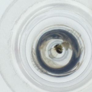  ( - HIRW_047_B12)  @11 [ ] by  Genome Research Ltd as Wellcome Sanger Institute Genome Research Limited operating as Wellcome Sanger Institute