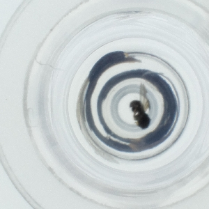  ( - HIRW_050_C6)  @11 [ ] by  Genome Research Ltd as Wellcome Sanger Institute Genome Research Limited operating as Wellcome Sanger Institute