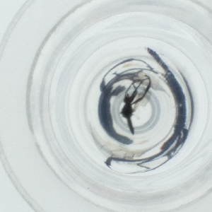  ( - HIRW_050_D6)  @11 [ ] by  Genome Research Ltd as Wellcome Sanger Institute Genome Research Limited operating as Wellcome Sanger Institute