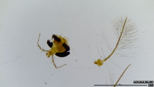  (Polypedilum bingoparadoxum - HKU17)  @11 [ ] Copyright (2025) Mathew Stephen Seymour The University of Hong Kong