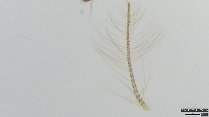  (Polypedilum pedatum - HKU26)  @11 [ ] Copyright (2025) Mathew Stephen Seymour The University of Hong Kong