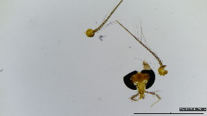  (Polypedilum adustalum - HKU28)  @11 [ ] Copyright (2025) Mathew Stephen Seymour The University of Hong Kong
