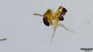  (Pseudorthocladius oyabecrassus - HKU42)  @11 [ ] Copyright (2025) Mathew Stephen Seymour The University of Hong Kong