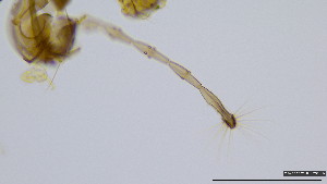  (Corynoneura isigaheius - HKU48)  @11 [ ] Copyright (2025) Mathew Stephen Seymour The University of Hong Kong